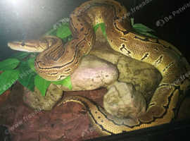 Pinstripe Male Royal Python + Setup