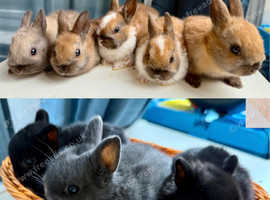 8 Adorable Netherland Dwarf Bunnies for Sale