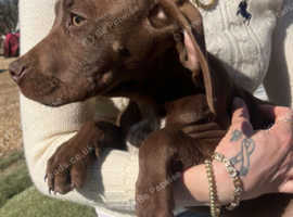 GSP X BULL GH