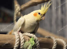 Cockatiel hand tame