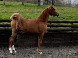 Pure bred Arabian 2 year old filly
