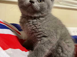British Blue kittens ready now