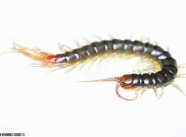Rhysida longipes, red tailed centipede or minor blue leg