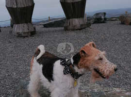 Miniature wire haired hotsell fox terrier for sale