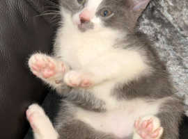 Grey and white kittens for sale