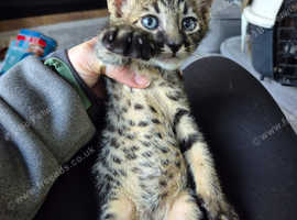 Savannah kittens f5.
