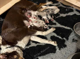 border collie puppies