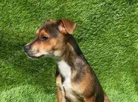 Lakeland Patterdale pup