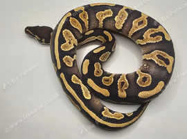 Sugar/calico disco double het axanthic vpi desert ghost ball python