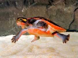 Pink bellied side necked turtle