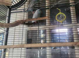 2 parrolets rehoming (no cage)