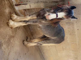 Blagdon Colt