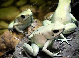 Phyllobates Terribilis "Mint" Group of 9