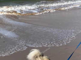 Shetland Sheepdog - COLERAINE - Northern Ireland.