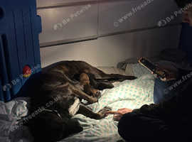 2 female dutch shepherd beagle mix pups for sale!