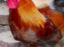 Gorgeous Blue Maran Cockerel - rare colouring.
