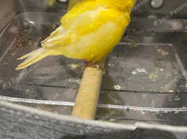 Canaries