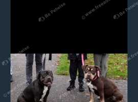 Olde Tyne bulldog cross standard bully pup