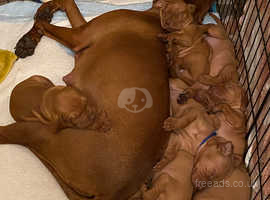 7 Beautiful Smooth Hungarian Vizsla puppies