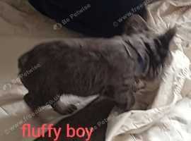 Fluffy boy , carrier girl