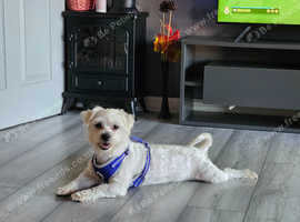 Cody