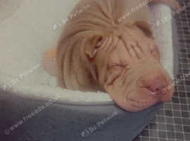 Shar pei girl