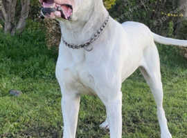 Mastiff Puppies and Dogs for sale in Northern Ireland Freeads
