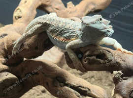 Bearded Dragon