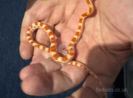 Baby amel corn snake