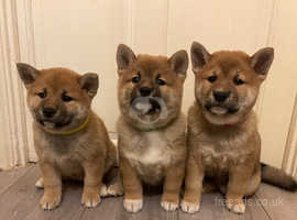 Beautiful Chunky KC Japanese Shiba Inu Puppies