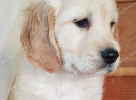 Golden retriever puppies store sussex