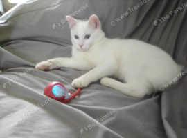 2 Manx Cross Kittens