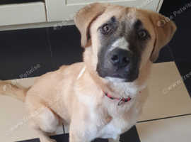 Male dog