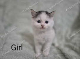 Beautiful kittens ready for new homes