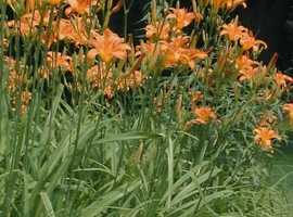FREE! Orange Daylilies