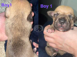 Beautiful cross breed puppies for sale