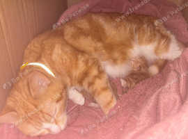 Gorgeous kittens
