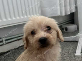 Labradoodle puppy for sale!