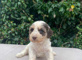 Beautiful cockapoo puppy's