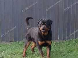Top quality male for sale 12 months old