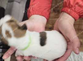 Parson Russell terrier