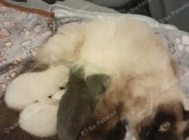 5 week old girl kitten ragdoll