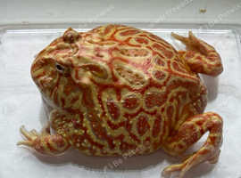 Pac-Man frogs, 3 -4 inches in size, healthy and eating well
