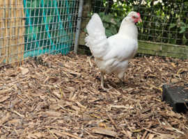 White leghorn hen