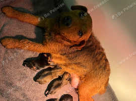 Border terrier x Lakeland terrier puppies