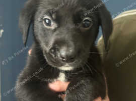 Lab cross collie