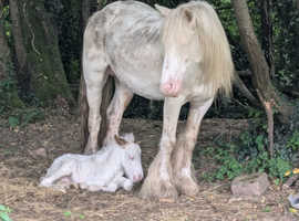 Grazing wanted