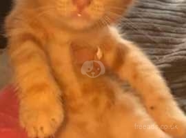 Ginger kittens for sale