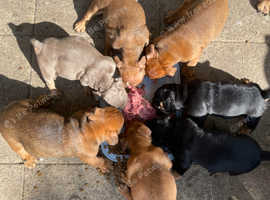 Oldie British bull puppies