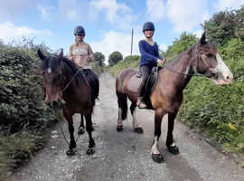 Welsh cross cob